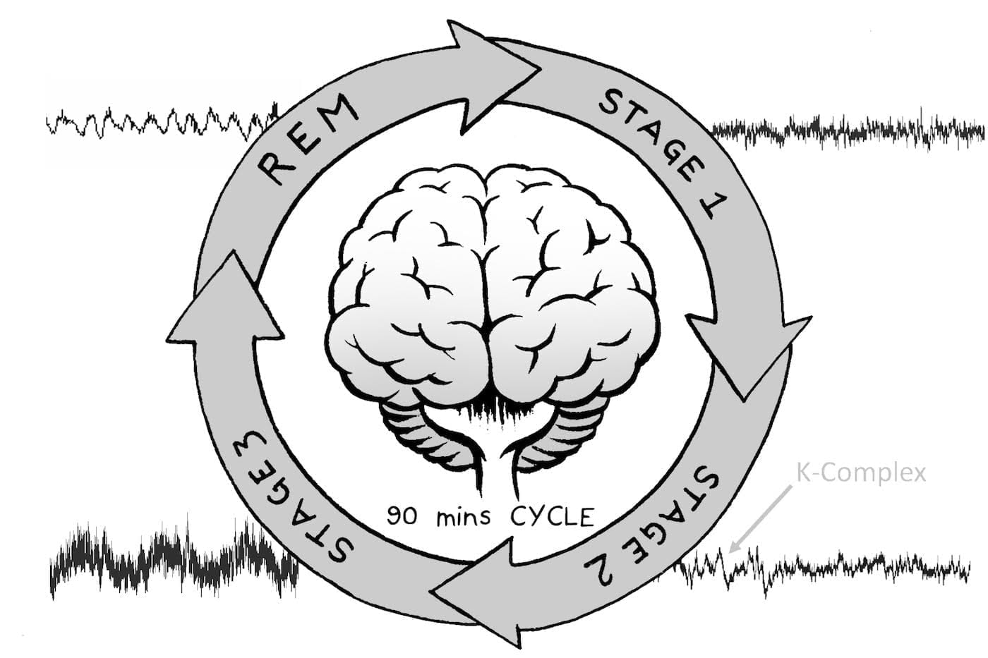 Stages of Sleep and Sleep Cycles by DailySleep.org